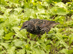 Sturnus vulgaris