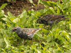 Sturnus vulgaris