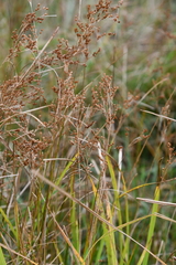 Juncus gracillimus