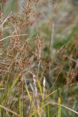 Juncus gracillimus