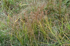 Juncus gracillimus