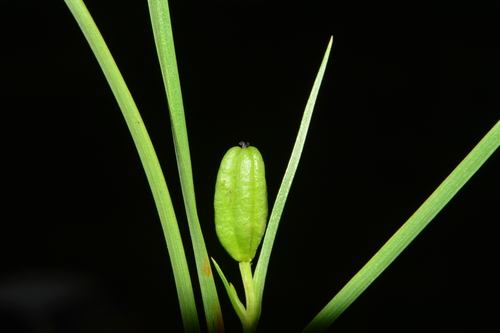 Iphigenia magnifica (Iphigenia magnifica)