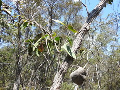 Eucalyptus latisinensis