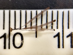 Stemonitis flavogenita