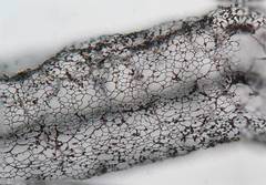 Stemonitis flavogenita