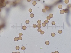 Stemonitis flavogenita