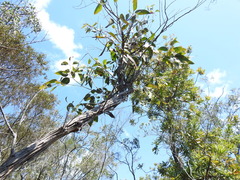 Eucalyptus latisinensis