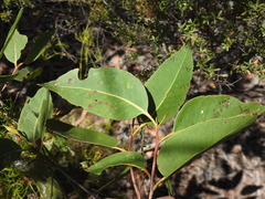 Eucalyptus latisinensis