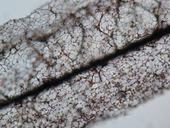 Stemonitis flavogenita