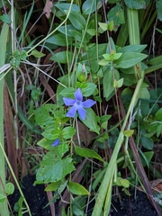 Vinca difformis