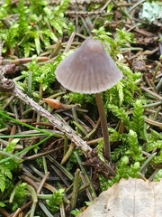 Mycena