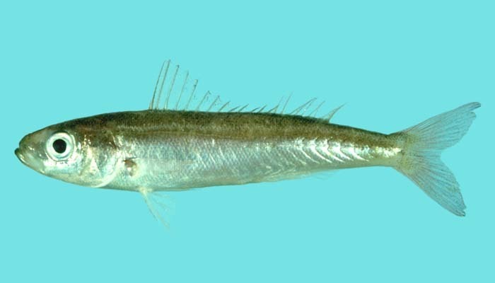 Dipterygonotus