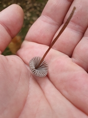 Mycena
