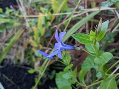 Vinca difformis