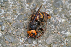 Vespa analis insularis