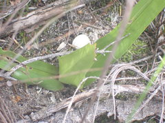 Colchicum eucomoides