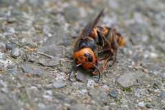 Vespa analis insularis