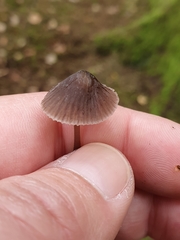 Mycena