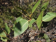 Eucalyptus latisinensis