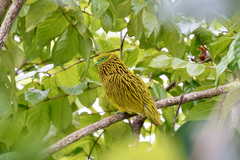 Ptilinopus luteovirens