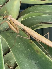 Mantis religiosa religiosa