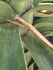 Mantis religiosa religiosa