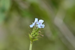 Lavandula bipinnata