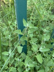 Chenopodium trigonon trigonon