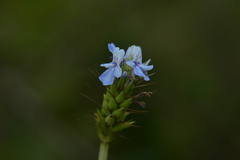 Lavandula bipinnata
