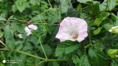 Calystegia hederacea