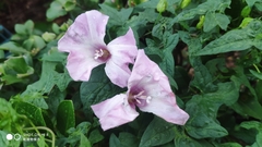 Calystegia hederacea