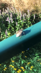 Rhaphigaster nebulosa