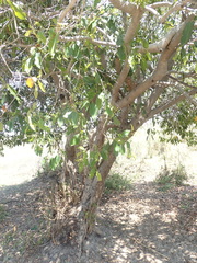Syzygium guineense subsp. barotsense image