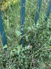 Chenopodium trigonon trigonon