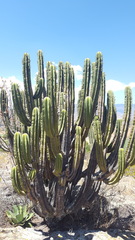 Myrtillocactus schenckii