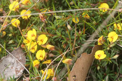 Pultenaea pedunculata