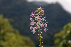 Spathoglottis pacifica
