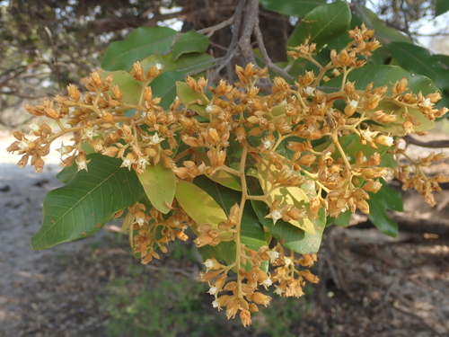Image of Parinari curatellifolia by (c) National Geographic Okavango Wilderness Project, some rights reserved (CC BY)