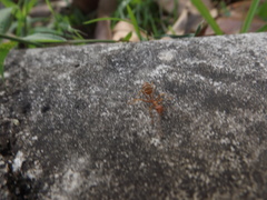 Oecophylla smaragdina