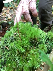 Herzogiella seligeri