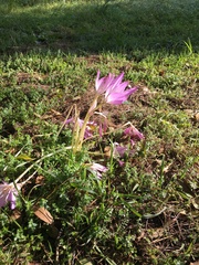 Colchicum autumnale