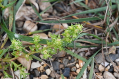 Salsola komarovii