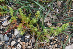 Salsola komarovii