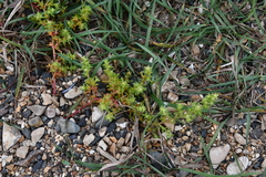 Salsola komarovii