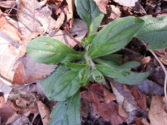Lithospermum tuberosum