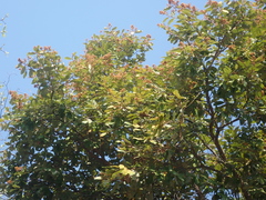 Parinari curatellifolia image