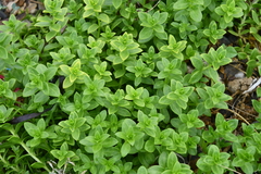 Honckenya peploides major