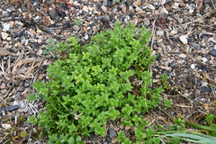 Honckenya peploides major