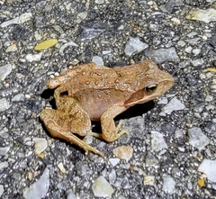 Rana amurensis