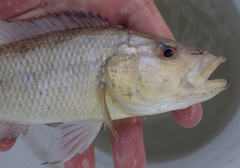 Serranochromis macrocephalus